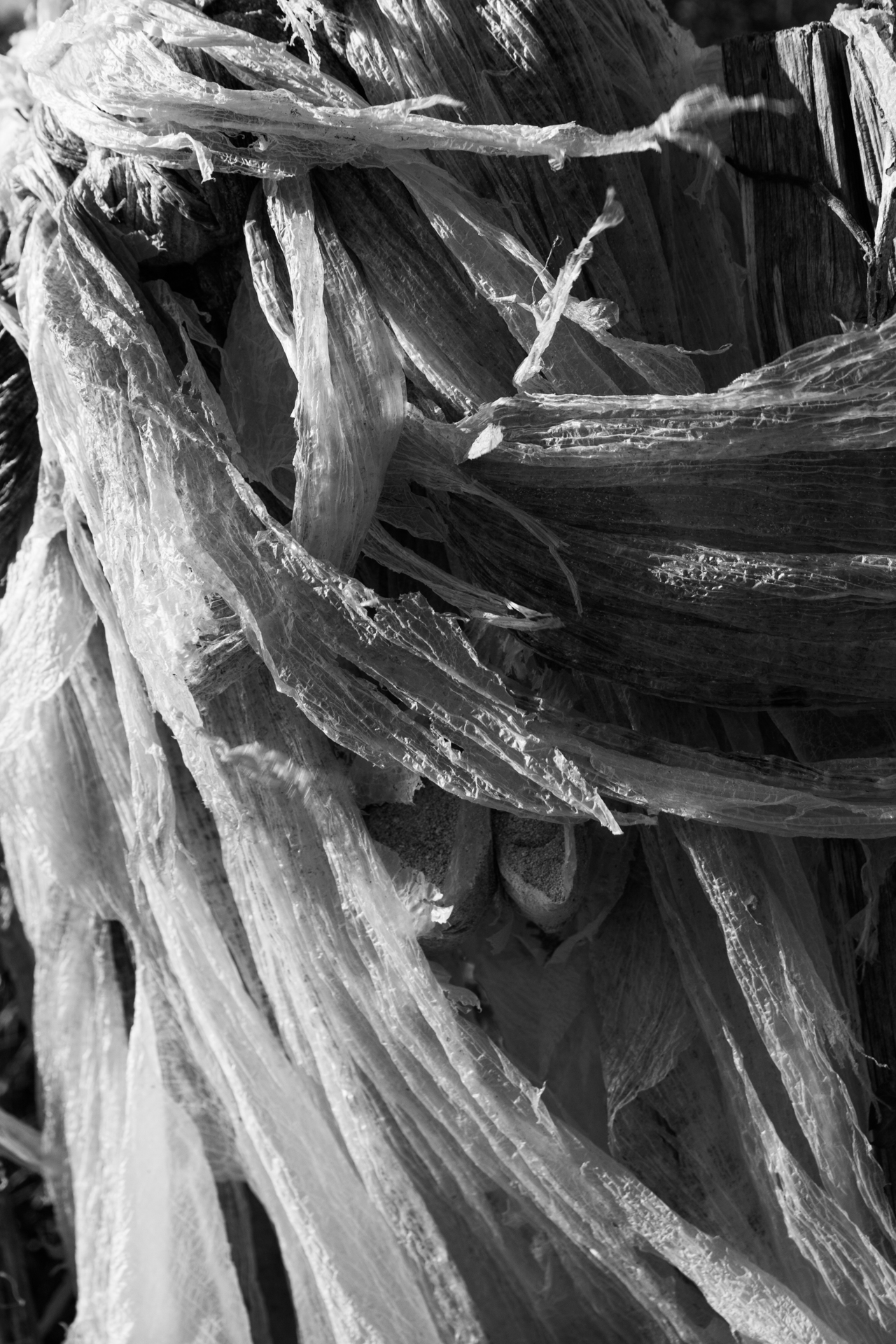 L' Oeil Noir Photographie